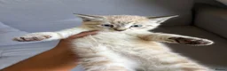 Bengal cats for sale: X2 Male Snow leapord Bengals ready to leave - Advert 2