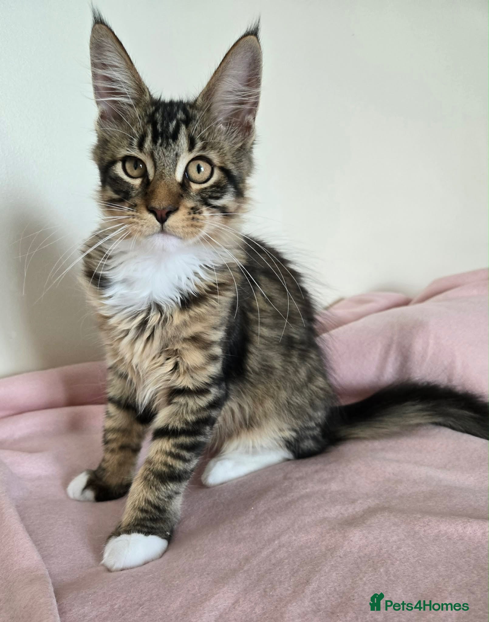 Maine Coon cats 1 TICA registered Maine Coon boy. - Advert 2