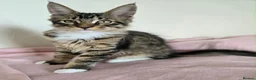 Maine Coon cats for sale: 1 TICA registered Maine Coon boy. - Advert 13