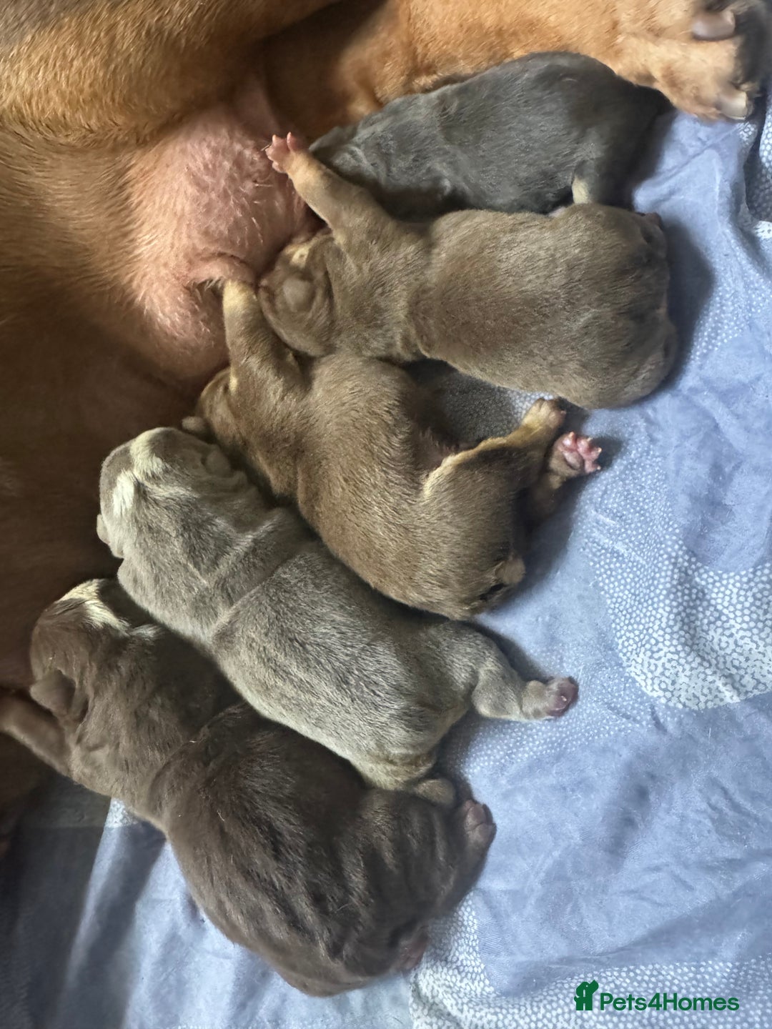English Bulldog dogs for sale: Stunning 🏴󠁧󠁢󠁥󠁮󠁧󠁿English bulldog puppies  - Image 8