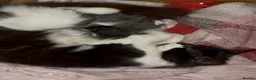 Mixed Breed cats for sale: 7 beautiful kittens  - Advert 15