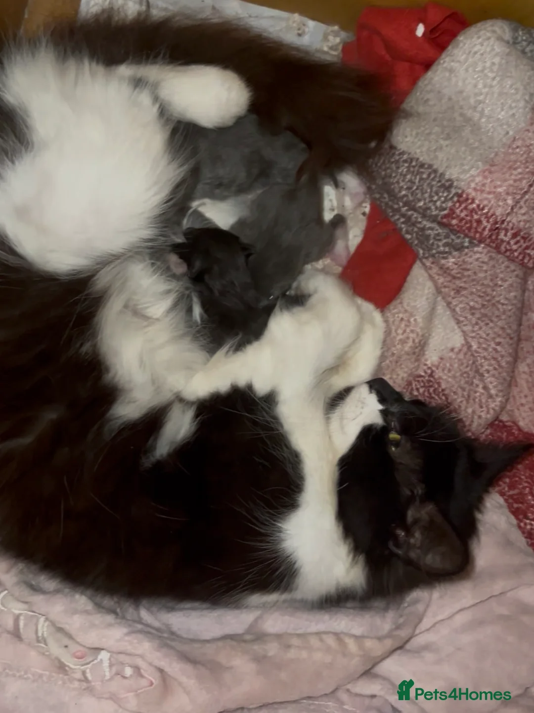 Mixed Breed cats for sale: 7 beautiful kittens  - Advert 15