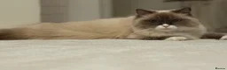 Ragdoll cats for sale: Ragdoll kittens  - Advert 1