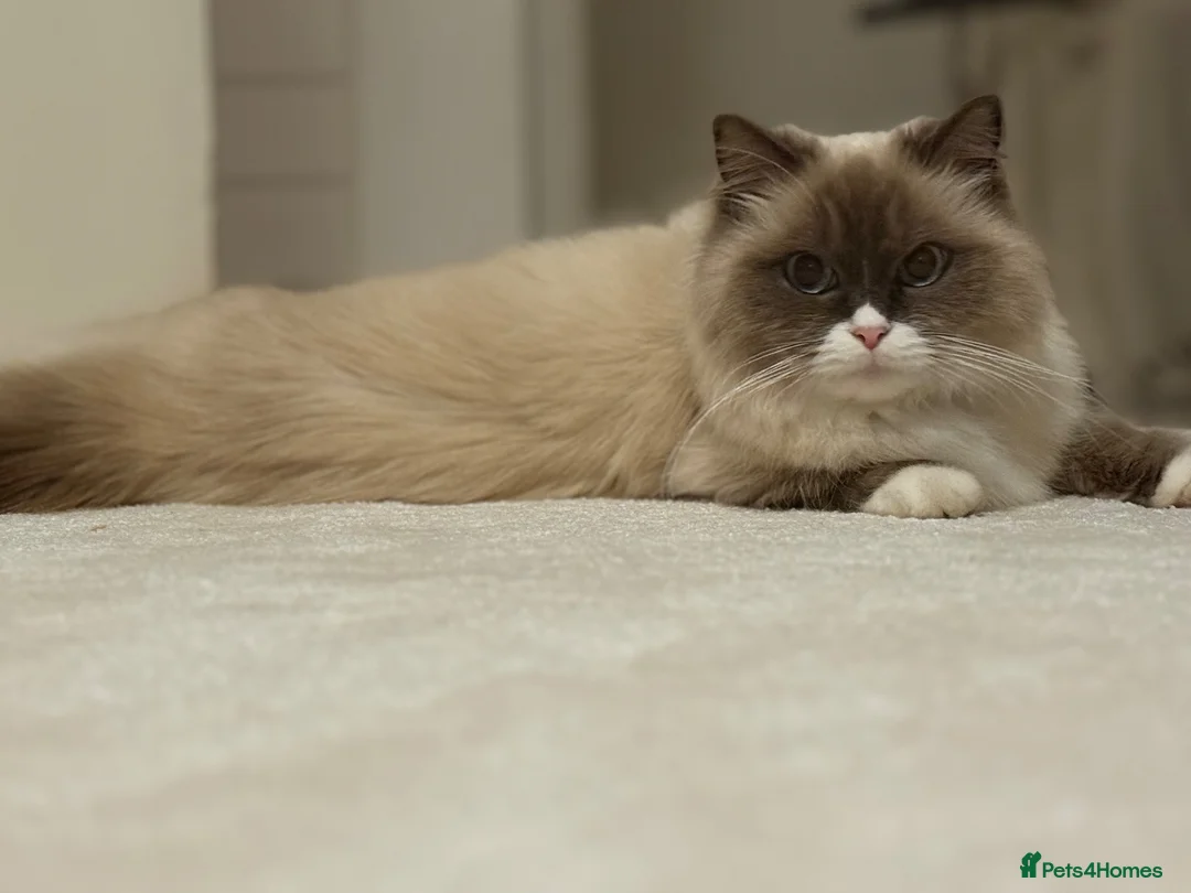 Ragdoll cats for sale: Ragdoll kittens  - Advert 1