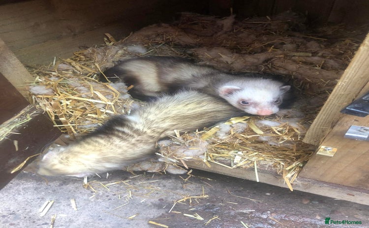 Ferret rodents - Advert 6