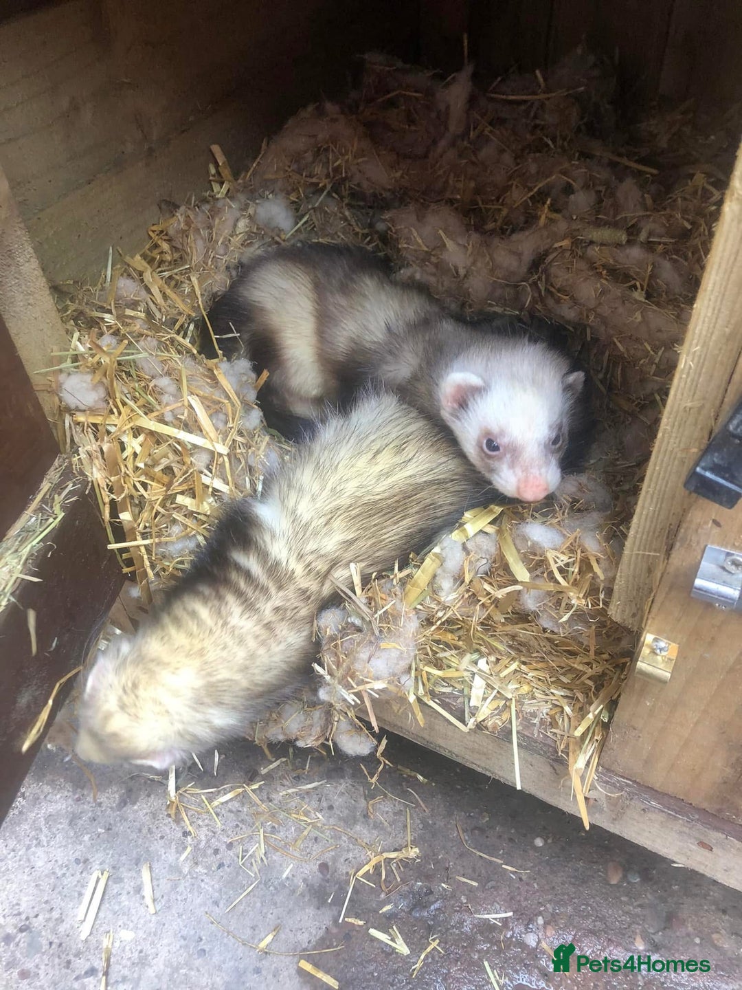 Ferret rodents for sale: Ferrets for sale  - Image 1