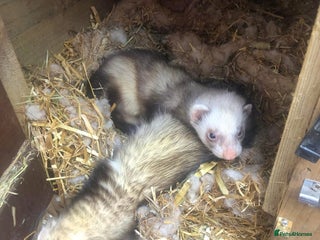 Ferret rodents for sale - Advert 1