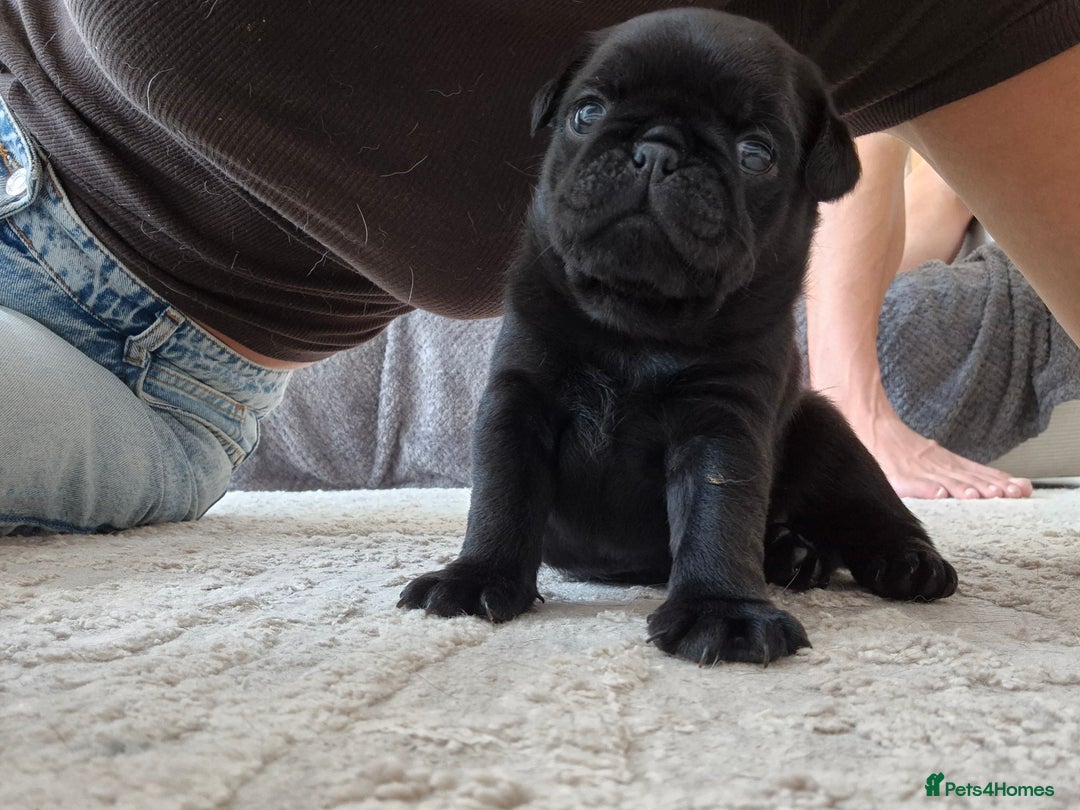 Pug dogs for sale: 2 pug puppies for sale - Image 6