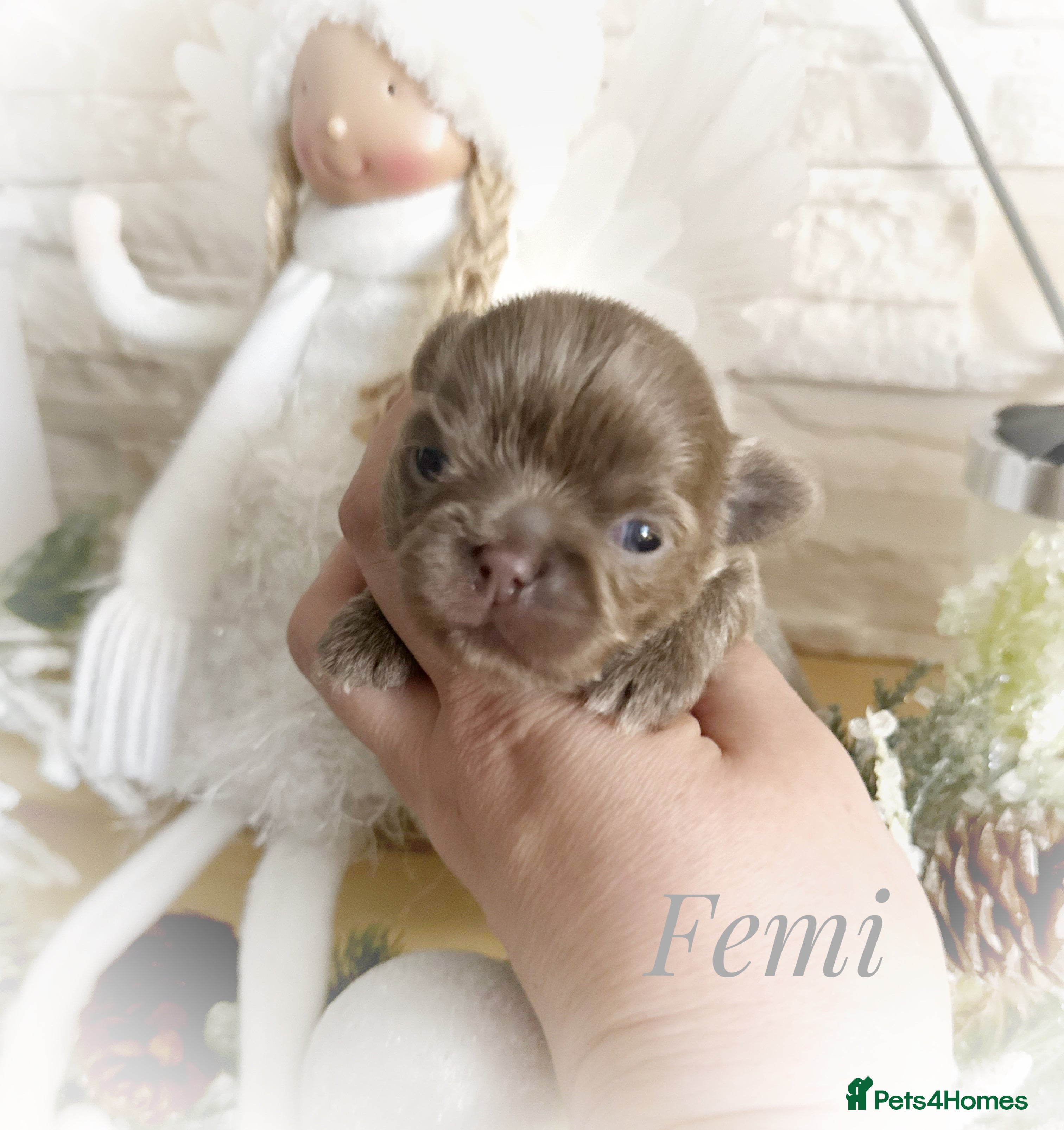 Chihuahua dogs Kc reg chocolate and lilac LC quality puppies - Advert 4