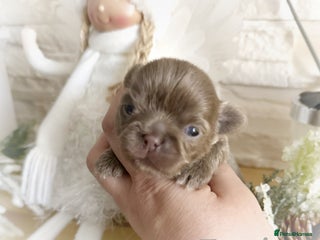 Chihuahua dogs Kc reg chocolate and lilac LC quality puppies - Advert 8