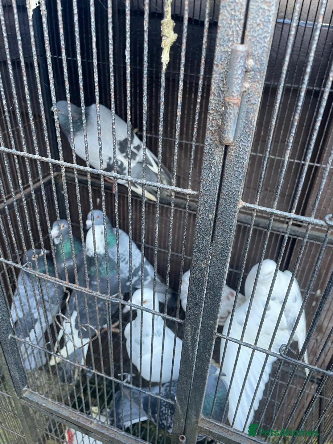 Pigeons birds for sale: Pigeons  in Brighton - Advert 1