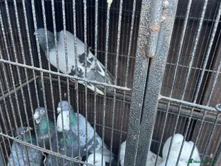 Pigeons birds Pigeons - Advert 12