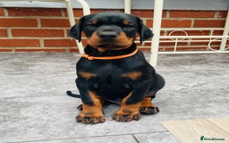 Dobermann dogs for sale: FULLY HEALTH & HEART TESTED KC in Whitland - Image 11