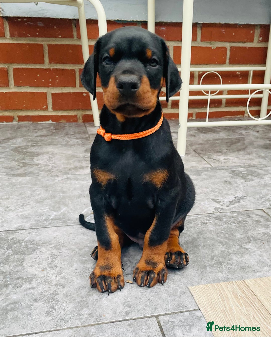 Dobermann dogs for sale: FULLY HEALTH & HEART TESTED KC in Whitland - Image 11