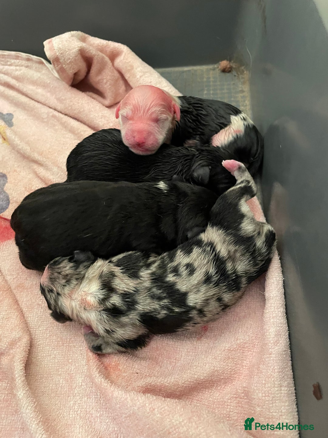 Mixed Breed dogs for sale: Aussie shepherd/staffy - Image 25