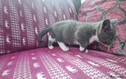 Munchkin cats for sale: Munchkin x Scottish Fold - Image 11