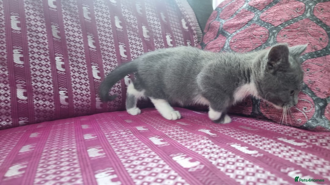 Munchkin cats for sale: Munchkin x Scottish Fold - Image 11