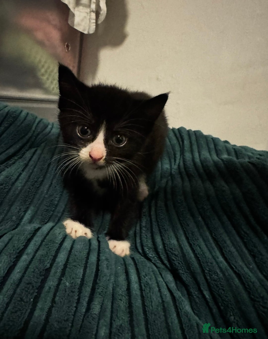 Mixed Breed cats for sale: 5 adorable 9 WEEK OLD kittens ready to go 😻 - Advert 6