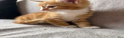 Mixed Breed cats for sale: Gorgeous healthy kitten looking for a loving home  - Advert 7