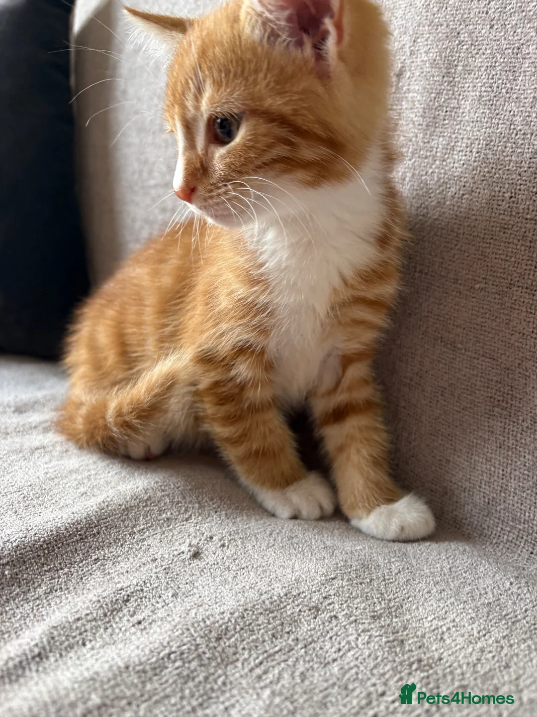 Mixed Breed cats for sale: Gorgeous healthy kitten looking for a loving home  - Advert 7