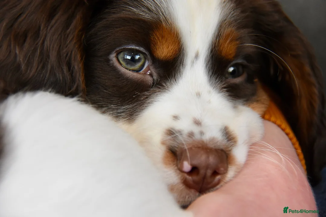 Field Spaniel dogs for stud: Proven Chocolate Spaniel for Stud  in Livingston - Advert 7