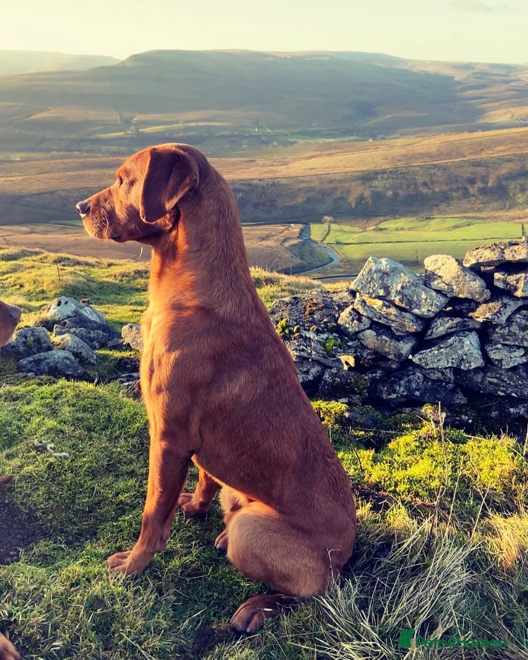 Labrador Retriever dogs for stud: KC REG FULLY HEALTH TESTED WORKING DARK RED STUD in Hawes - Advert 5