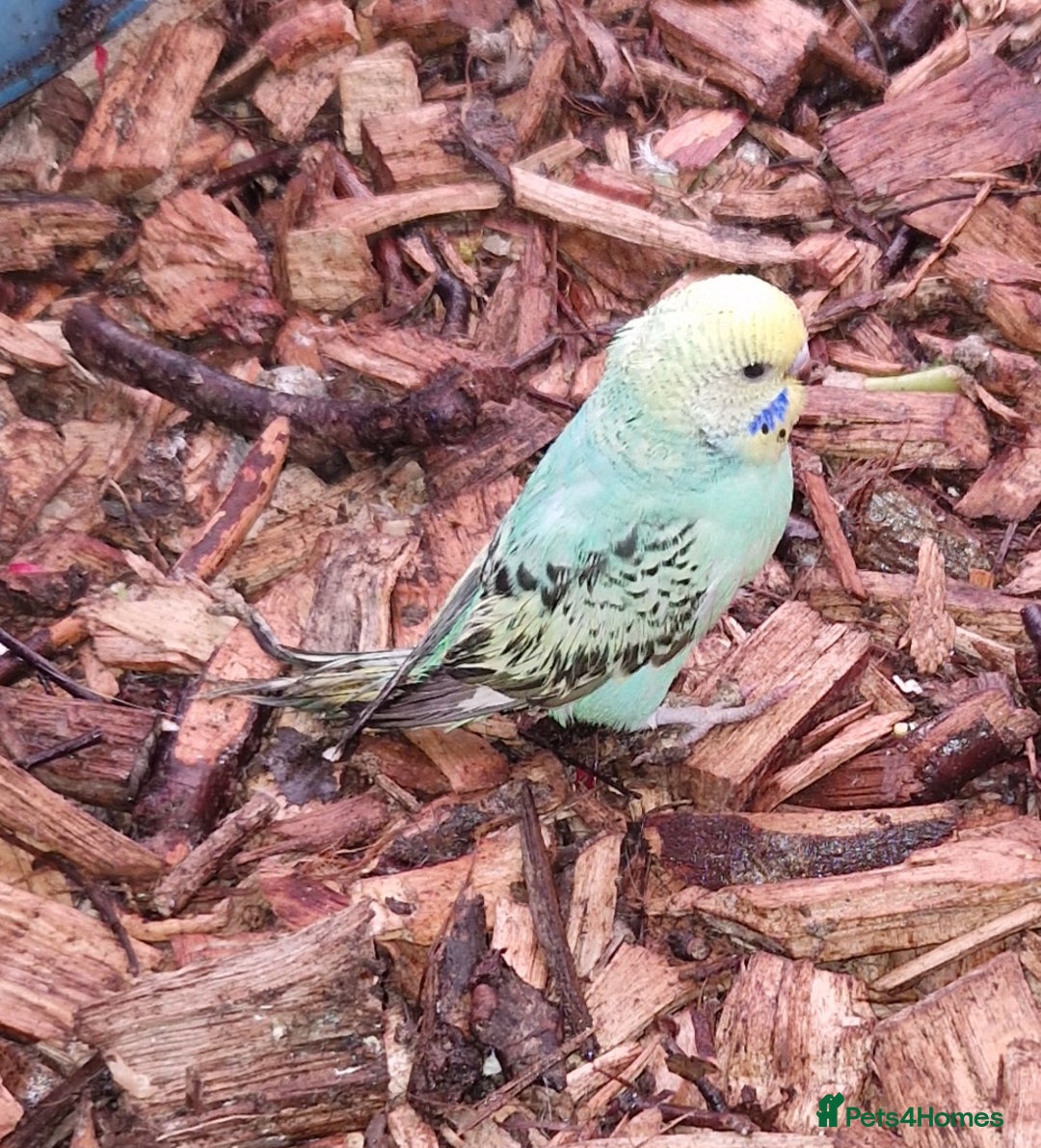 Budgerigars birds for sale: Baby budgies for sale from 15th Dec  - Advert 24