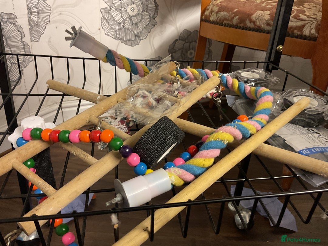 Budgerigars birds for sale: 🐦 Tame English Budgie + Full Setup (3yr Old Male) - Image 13