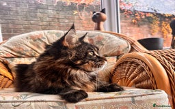 Maine Coon cats for sale: Beautiful Maine Coon Male - Image 2