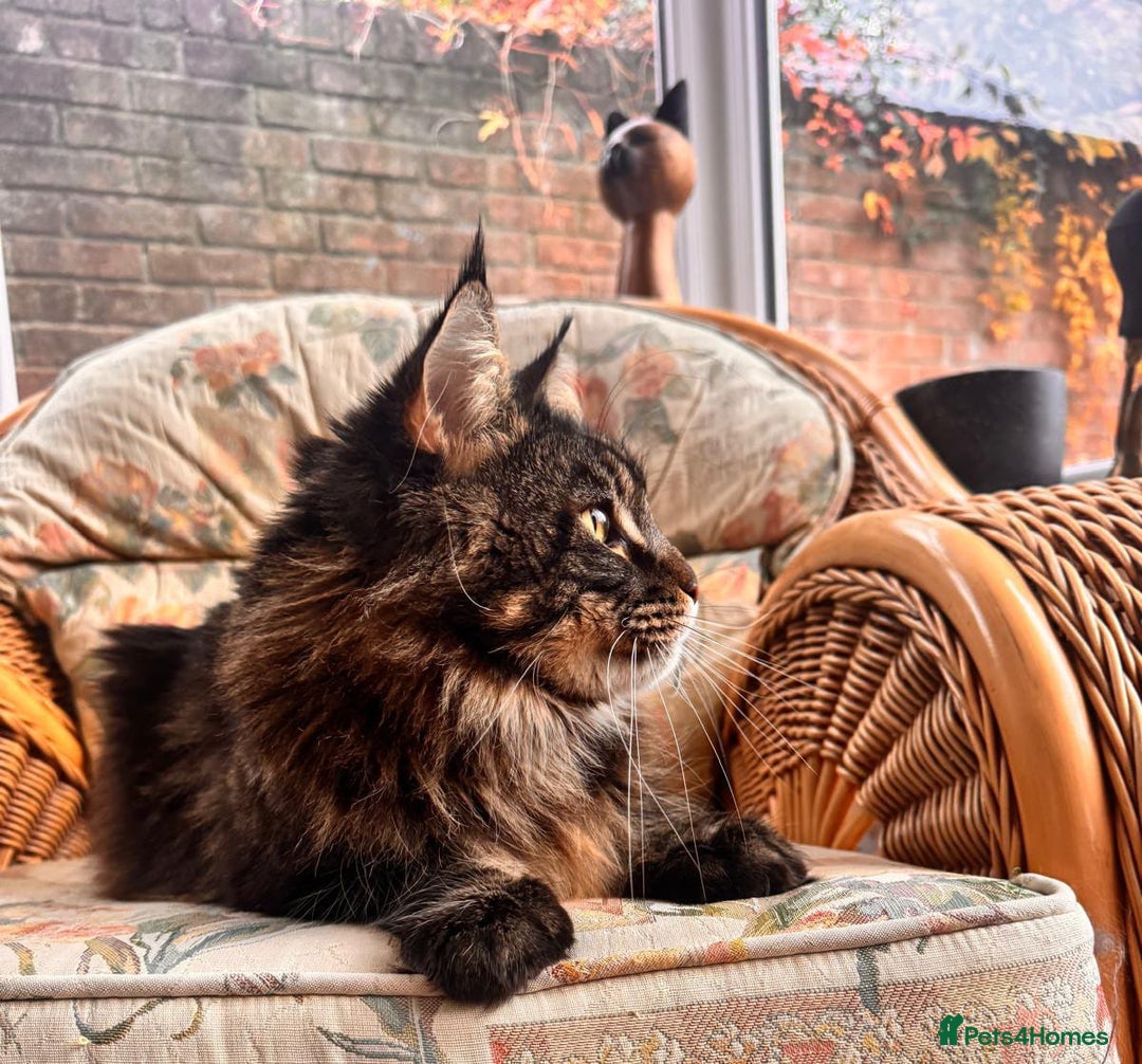 Maine Coon cats for sale: Beautiful Maine Coon Male - Image 2