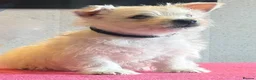 West Highland Terrier dogs for sale: West highland terrier  - Advert 6