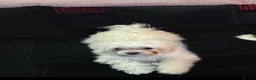 Maltipoo dogs for sale: Beautiful Amber for re homing!  - Advert 6