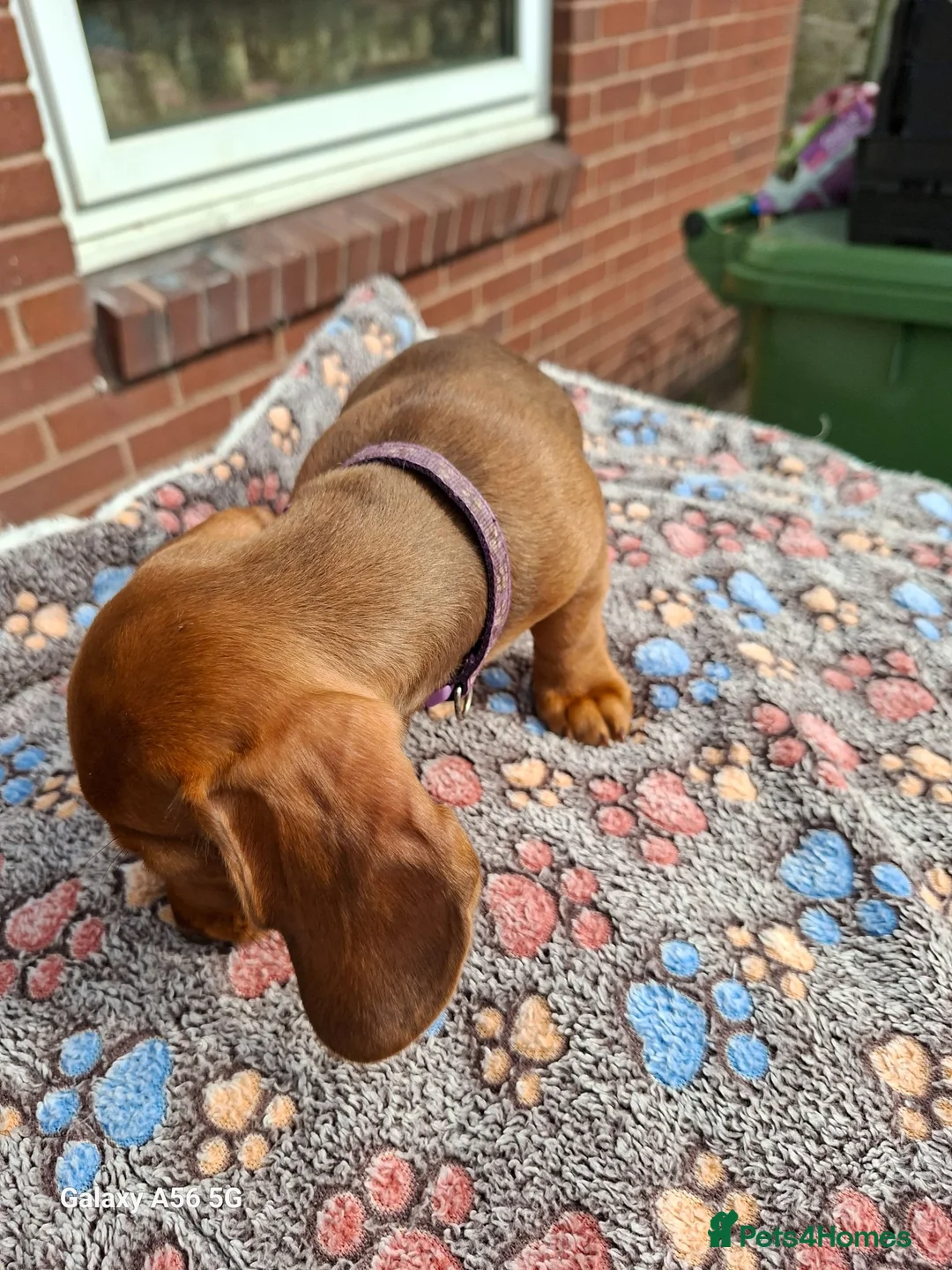 Miniature Dachshund dogs for sale: Lovely friendly little dachshund girl  - Advert 6