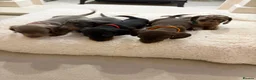 Miniature Dachshund dogs for sale: Miniature dachshunds  - Advert 14