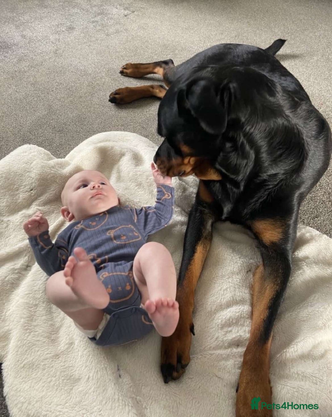 Rottweiler dogs for sale: Female Rottweiler  - Image 11