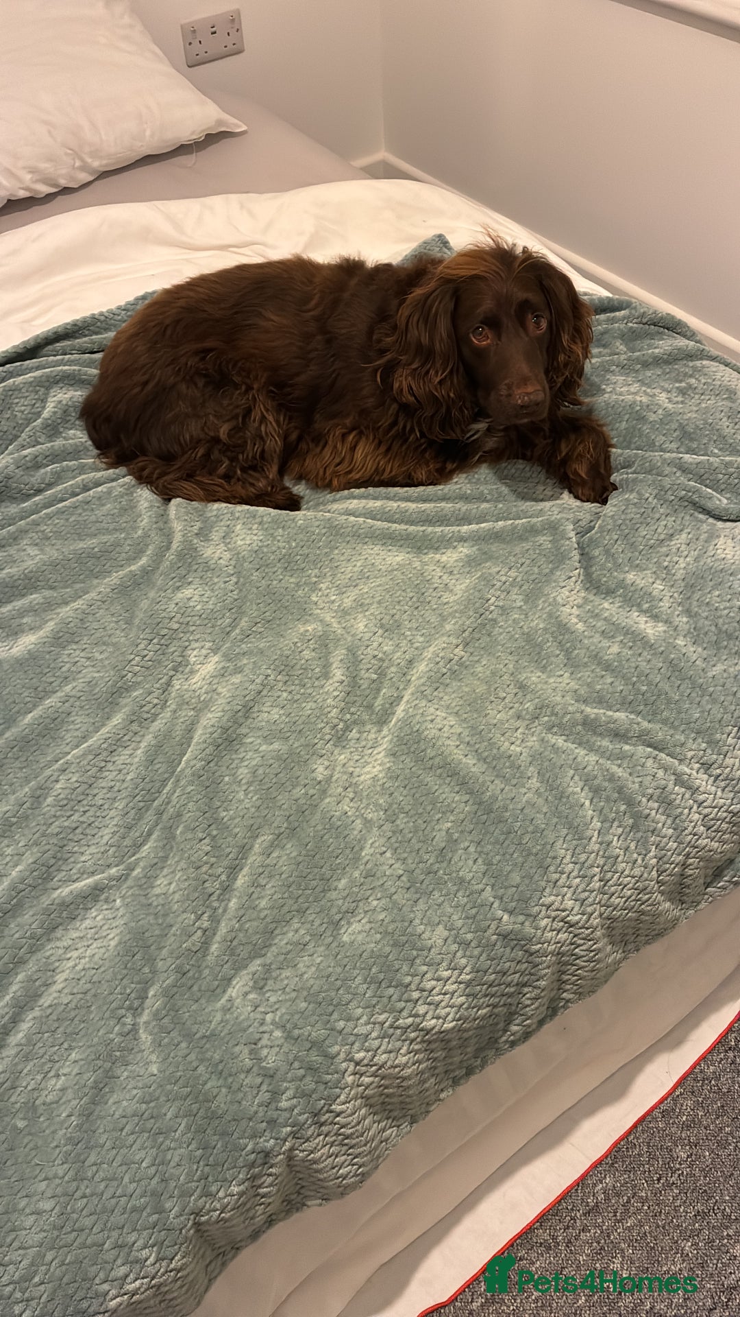 Sprocker dogs for sale: Sprocker Spaniel - Advert 4