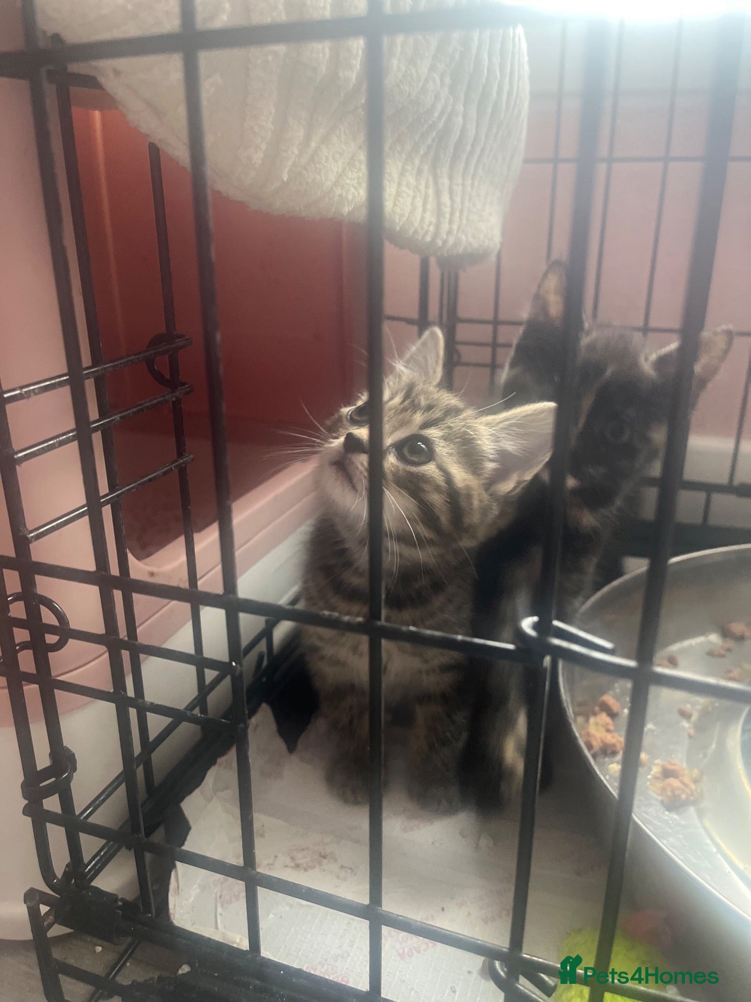 Mixed Breed cats 6 kittens mixed litter bengal x - Advert 5
