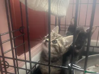 Mixed Breed cats 6 kittens mixed litter bengal x - Advert 5