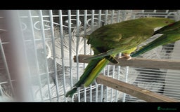 Parrots birds for sale: Female indian ringneck - Image 3