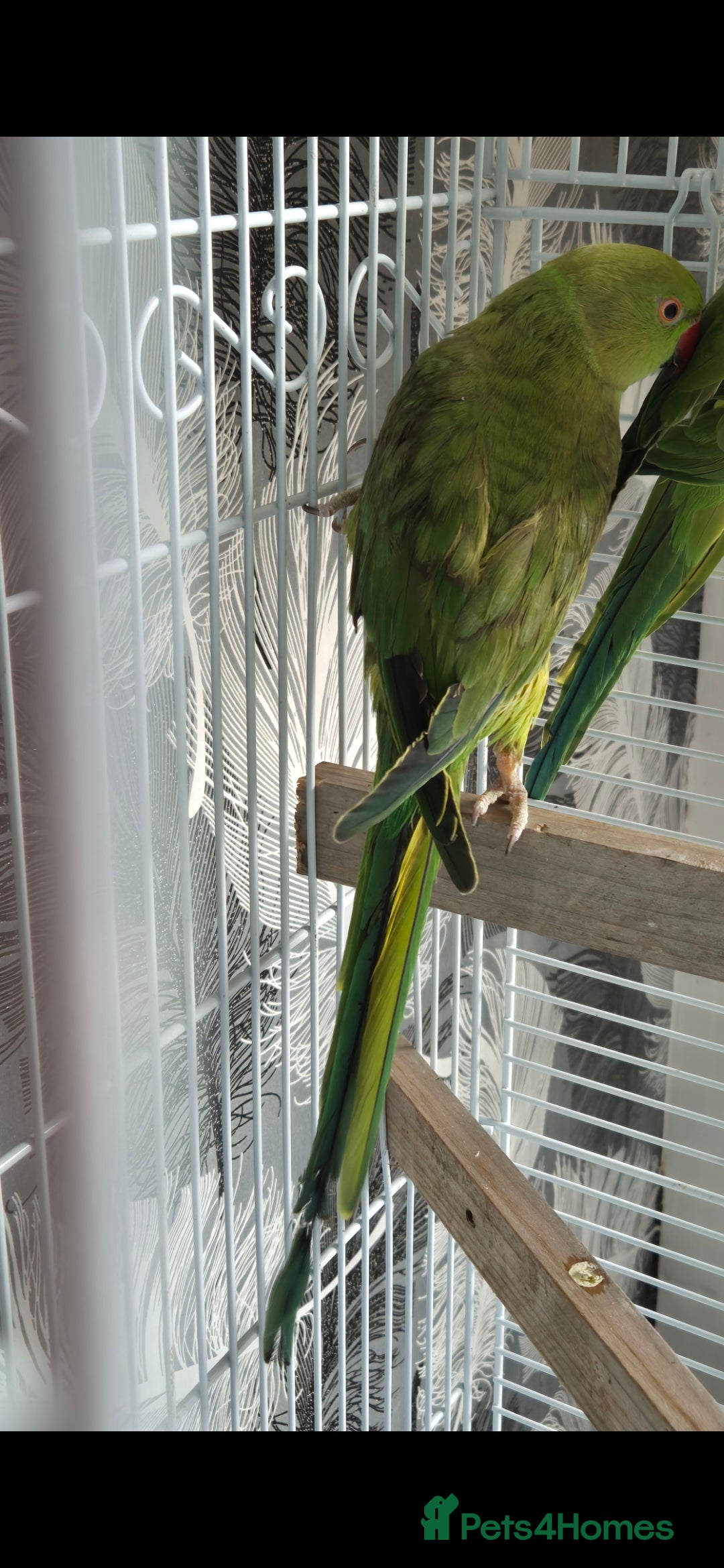Parrots birds for sale: Female indian ringneck - Image 3