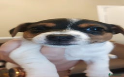 Jack Russell dogs for sale: Jack Russell puppies - Image 6