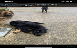 German Shepherd dogs for sale: Gsd bitch  - Image 3