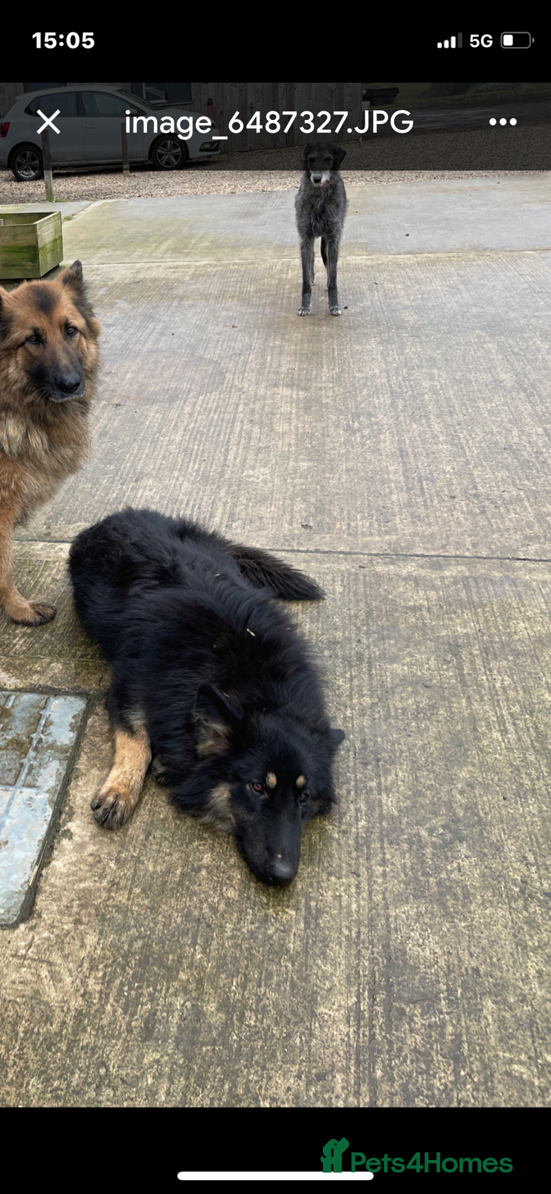 German Shepherd dogs for sale: Gsd bitch  - Image 3