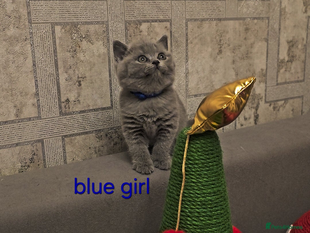 British Shorthair cats for sale: British Shorthair kitten's, GCCF pedigree - Advert 22