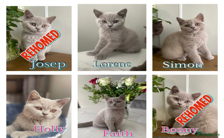British Shorthair cats - Advert 15