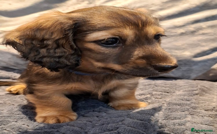Miniature Dachshund dogs - Advert 12