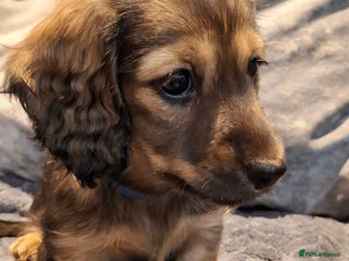 Miniature Dachshund dogs - Advert 28