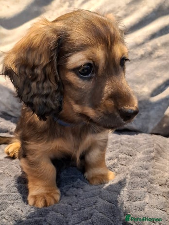 Miniature Dachshund dogs - Advert 12