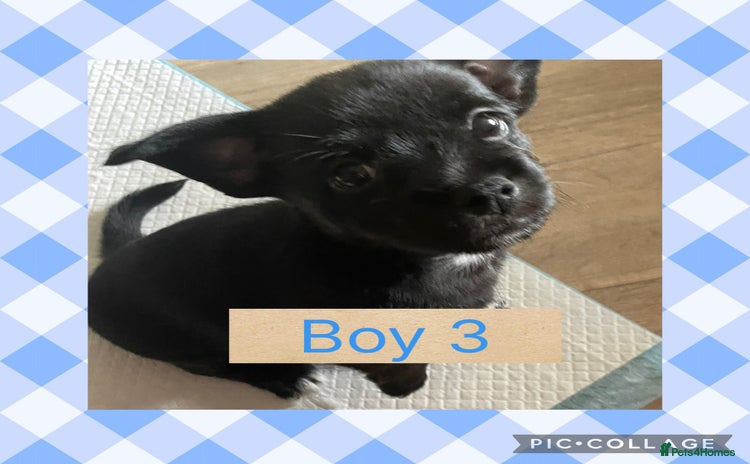 Mixed Breed dogs - Advert 4
