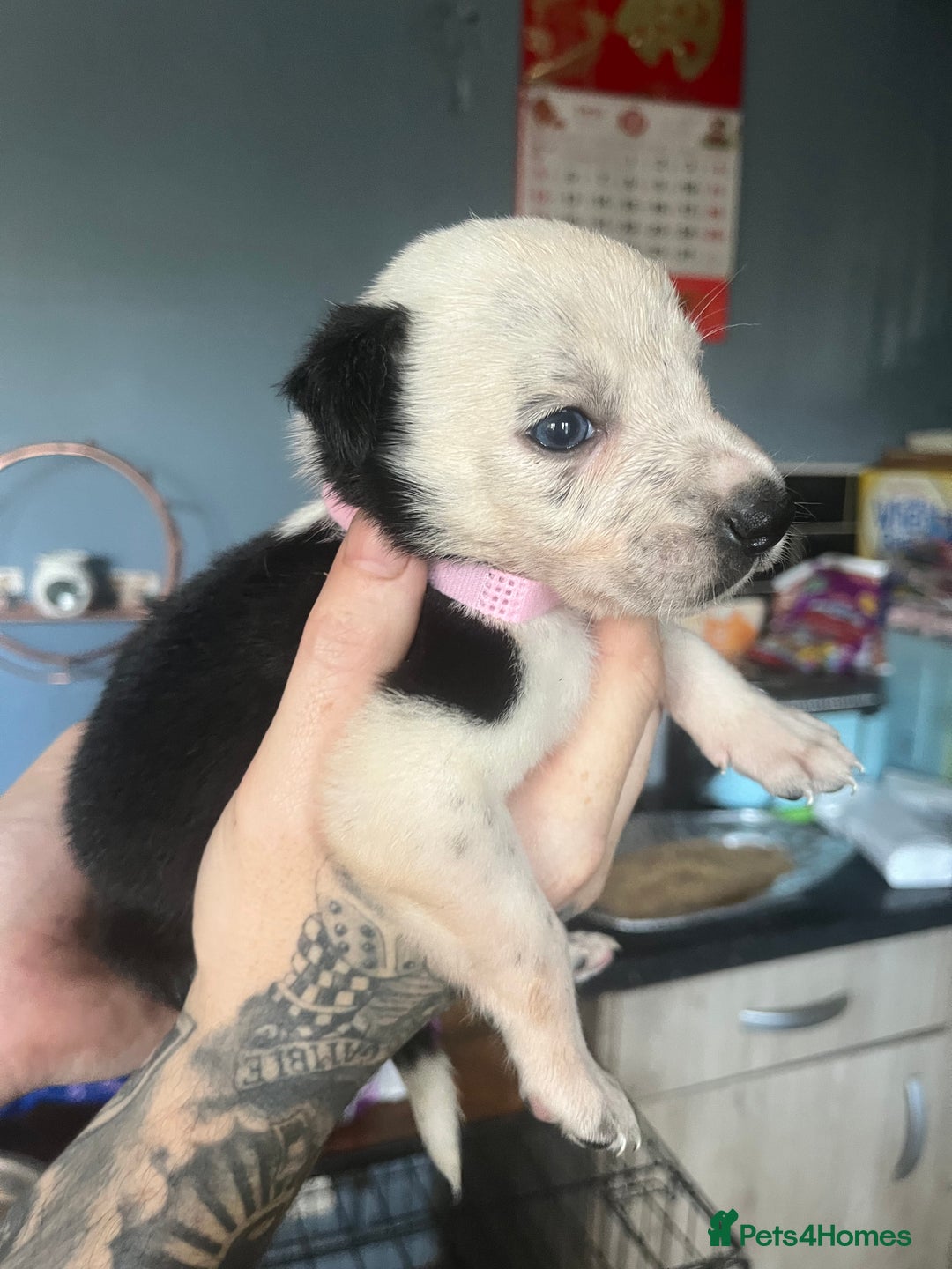 Border Collie dogs for sale: Border collie puppies - Image 14